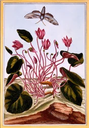 Cyclamen, vers 1766
